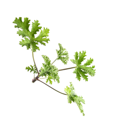 天竺葵鲜叶4月始发芳疗酵素玫瑰