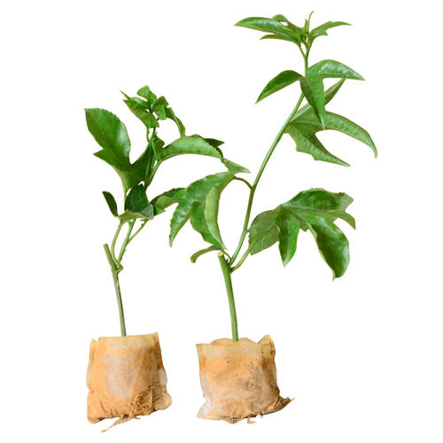 百香果树果苗盆栽南方北方庭院嫁接苗木种植水果黄金树苗四季结果