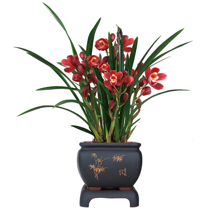 矮种四季植物兰花