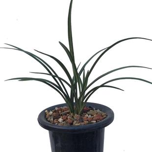 兰花浓香春兰名品素心老文团素易养活绿植室内外客厅办公室花卉