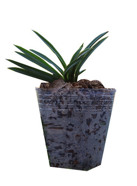 玉玲珑春兰矮种荷瓣花卉绿植盆栽