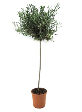 油橄榄树庭院棒棒糖植物盆栽耐寒