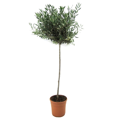 油橄榄树庭院棒棒糖植物盆栽耐寒