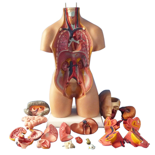 博科 人体解剖模型器官可拆卸医院用教学模型躯干系统结构图解剖