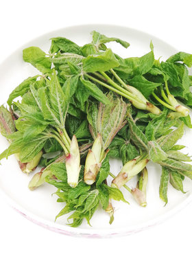 产地发货长白山野菜新鲜现采