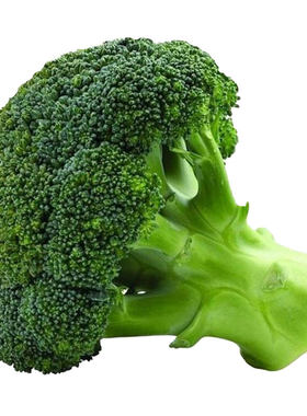 西兰花种籽种子有机蔬甘蓝西蓝花