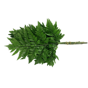 羊齿叶新鲜到货 食用花酒店饭店西餐摆盘装饰 杨子叶芒叶