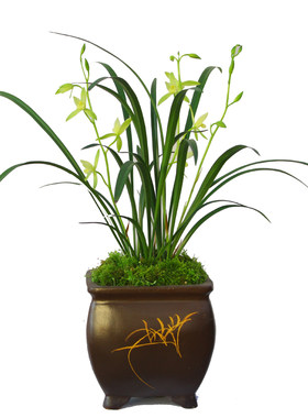 绿植四季盆景名贵兰花