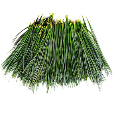 长白山松针茶新鲜五针松