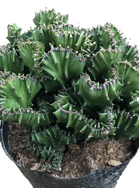 低价波露芦荟客厅大型多肉植物