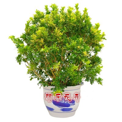 米兰花驱蚊子四季常青客厅植物