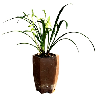 建兰大荷素朱德素兰花苗盆栽花卉绿植阳台客厅花大清香四季兰好养