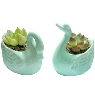 伴手工坊简约多肉花盆陶瓷手绘创意粗陶法师大小号特价拇指盆包邮