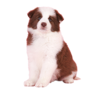 【懿宠】纯种边牧幼犬双血统黑白边牧棕色边牧牧陨石边牧包健康