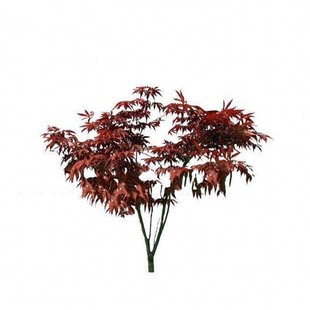 新采收新种 鸡爪槭鸡爪枫种子 小叶鸡爪槭种子 红枫种子青枫种子