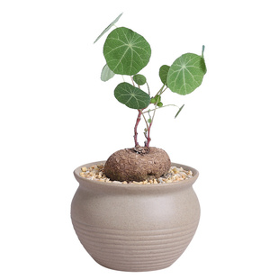 观叶植物泰国圆叶山乌龟办公室室内植物耐养喜阴植物吸甲醛垂吊