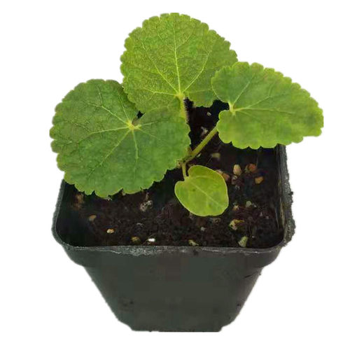 大花重瓣蜀葵花苗 切花查特系列各色盆苗 【鲁虹花卉】