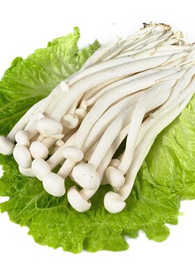 新鲜海鲜菇约 食用菌菇煲汤涮菜蔬菜炒菜食材 全国多省5件包邮