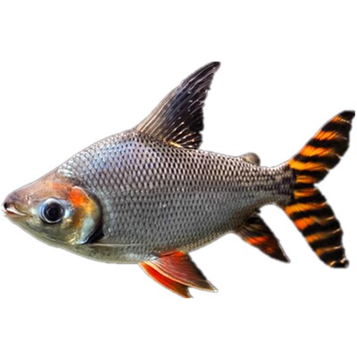 风水鱼好养清理鱼缸高档龙鱼配鱼