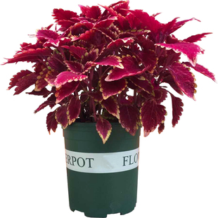 彩叶草净化空气喜阳耐晒绿植庭院阳台花好看好养五彩苏观叶盆栽