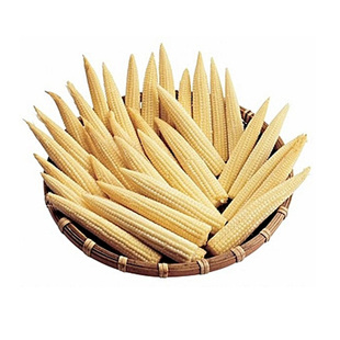 金甜糯1925甜糯玉米种子 软糯香甜皮薄无渣又甜又糯鲜食玉米种子