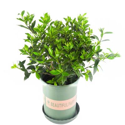 栀子花盆栽阳台庭院牡丹九里香