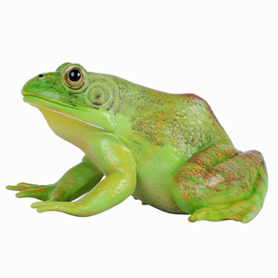 仿真青蛙玩具两栖冷血动物模型牛蛙蛤蟆田鸡儿童科教认知礼物摆件