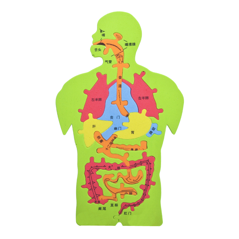 EVA科技小制作内脏拼图模型科学实验认知大号人体器官DIY消化系统