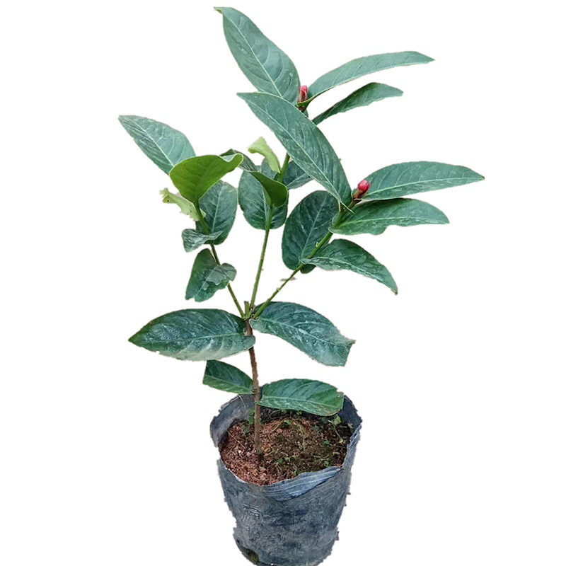 梦寐园艺红抱茎茶花苗四季海棠