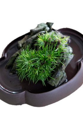 品种齐全扬州苏州细叶虎须菖蒲