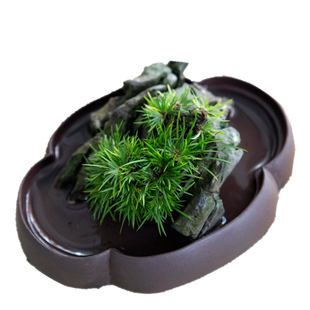 一朵基地扬州苏州细叶归元台湾留园曲园虎须菖蒲案头书房盆景老桩