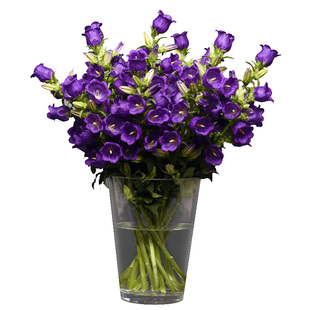 进口切花风铃花种子 四季秋播室内阳台盆栽易种风铃草 花种子花籽