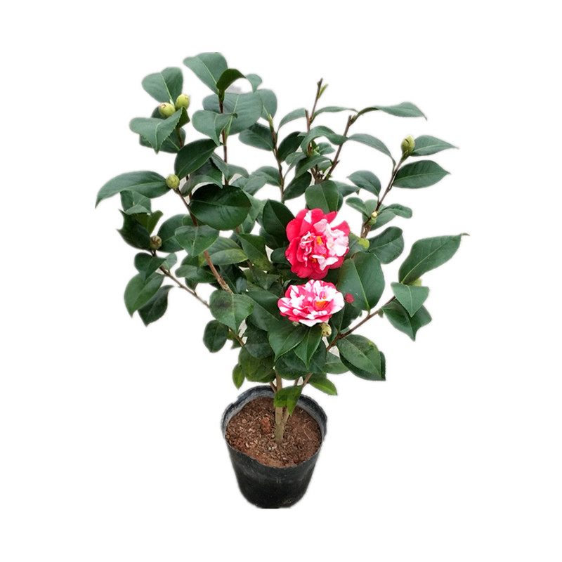 【花露珍】花蝴蝶花绣球茶花盆栽树苗花卉茶花苗红盆栽树苗阳台