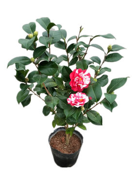 千家园茶花品种阳台绿植花露珍