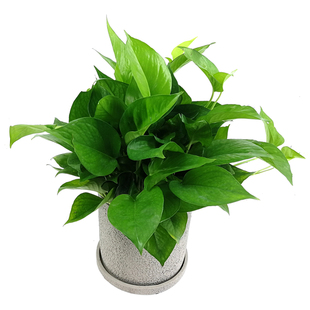 小绿萝盆栽植物室内绿植办公区域桌面客厅书房叶大好养净化空气