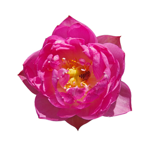 【紫霞】周劲松家净化空气裸根水生楼顶小微型碗莲荷花种藕苗花卉