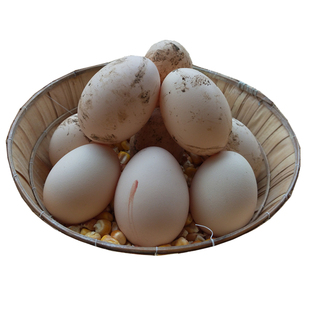 农家自养土鸡蛋20枚尝鲜装包邮散养土鸡蛋柴鸡蛋草鸡蛋笨鸡蛋