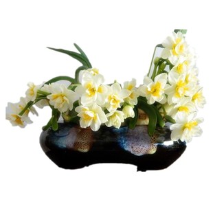 正宗漳州复瓣水仙花种球重瓣水培花卉特级双瓣大种子盆栽室内外