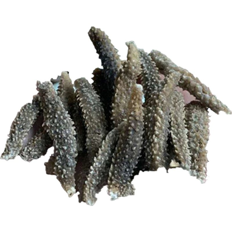 野生海参黑刺参刺秃参500g