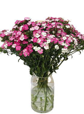 新鲜相思梅鲜花石竹梅云南昆明