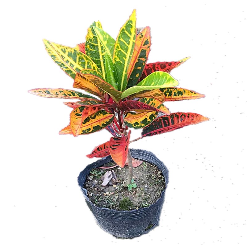 洒金榕苗变叶木七彩变色木树苗室内外盆栽电脑桌面阳台庭院植物