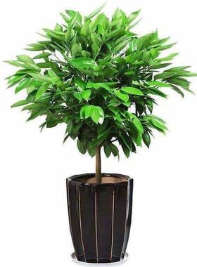 平安树盆栽绿植室内客厅四季发财树植物办公室观赏盆景花卉幸福树