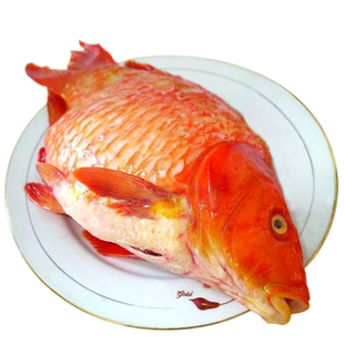 顺丰包邮 江西特产婺源荷包红鲤鱼农家冷水鱼塘现杀真空包装红鱼