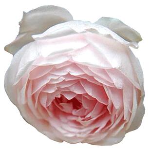 遥远的鼓声月季 遥鼓大花浓香多季节月季庭院阳台古铜色混合变色