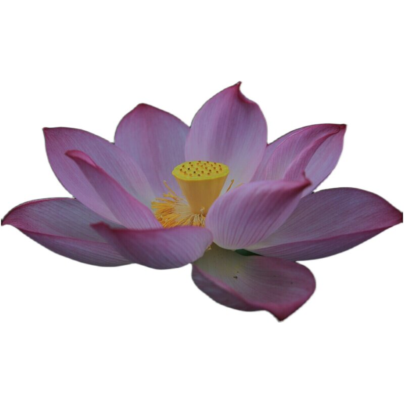 现摘当季时令水果甜嫩包邮莲子