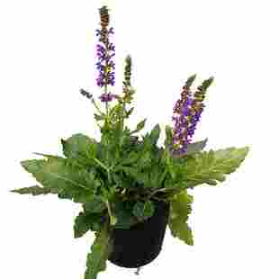 千叶兰 婚纱吊兰 观叶美观客厅绿植盆栽室内阳台垂吊植物带土发货