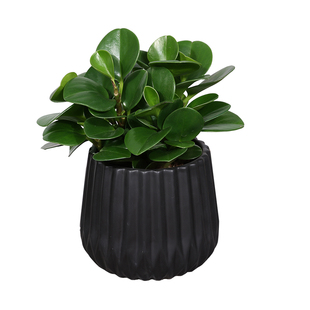 芳心草室内小植物盆栽豆瓣绿/青叶碧玉办公室桌面防辐射绿植配送