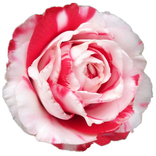 嫁接盆栽茶花苗拉力皮特情人节吉普赛女郎乌马克恨天高超级赛牡丹