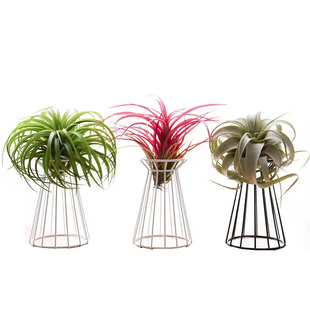 空气凤梨花架空气草架子铁艺几何欧式空凤植物底座架多款海外包邮