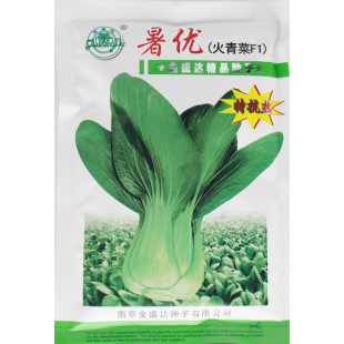 暑优火青菜上海青油菜 耐热 耐寒抗病 青梗菜四季大田栽培 特抗热